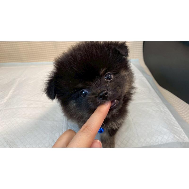 販売中の兵庫県のポメチワ:ポメラニアン×チワワ-406739の3枚目